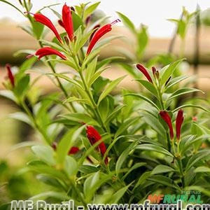 COLUMEIA CAMARÃO Imagem COLUMEIA CAMARÃO