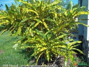 CROTON BRASILEIRINHO (Codiaeum variegatum)