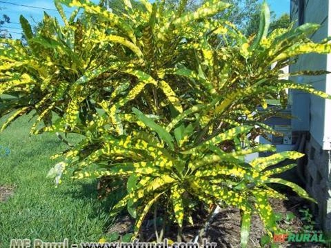 CROTON BRASILEIRINHO (Codiaeum variegatum) Imagem CROTON BRASILEIRINHO (Codiaeum variegatum)