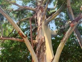 EUCALIPTO SALIGNA (Eucalyptus saligna)