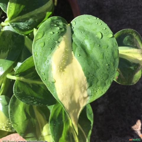 FILODENDRO DO BRASIL (Philodendron hederaceum) Imagem FILODENDRO DO BRASIL (Philodendron hederaceum)