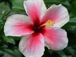 HIBISCO ROSA HAWAIANO (Hybiscus rosa-sinensis)