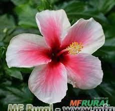 HIBISCO ROSA HAWAIANO (Hybiscus rosa-sinensis) Imagem HIBISCO ROSA HAWAIANO (Hybiscus rosa-sinensis)