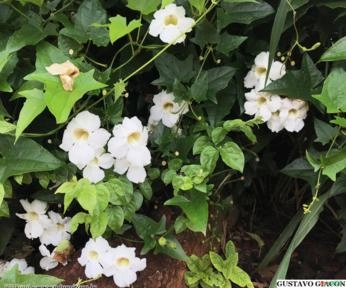 MANTO OU LENÇOL BRANCO (Turbina corymbosa) Imagem MANTO OU LENÇOL BRANCO (Turbina corymbosa)