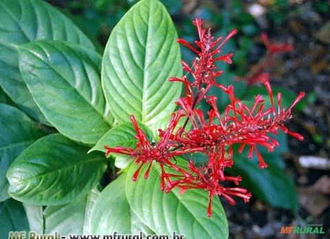 ODONTONEMA VERMELHA (Odontonema tubaeforme) Imagem ODONTONEMA VERMELHA (Odontonema tubaeforme)