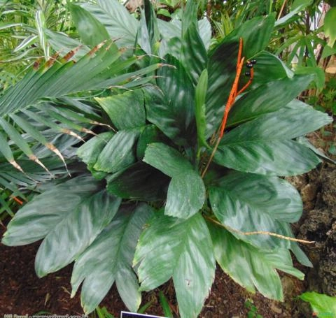 PALMEIRA CHAMAEDOREA METÁLICA (Chamaedorea metallica) Imagem PALMEIRA CHAMAEDOREA METÁLICA (Chamaedorea metallica)