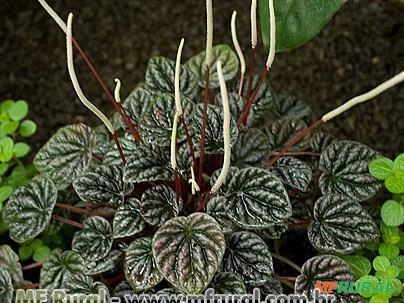 PEPEROMIA CAPERATA (Peperomia caperata) Imagem PEPEROMIA CAPERATA (Peperomia caperata)