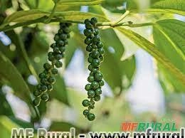 PIMENTA DO REINO (Piper nigrum) Imagem PIMENTA DO REINO (Piper nigrum)
