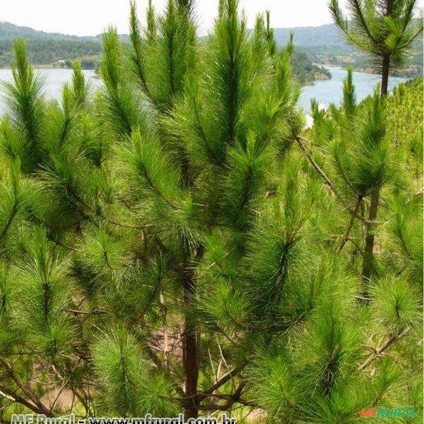 PINUS (Pinus spp.)