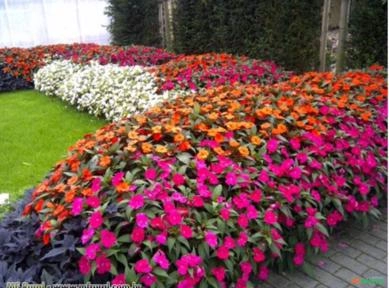 SUNPATIENS (Impatiens hybrida) Imagem SUNPATIENS (Impatiens hybrida)