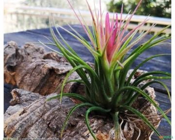 MINI BROMÉLIA TILLANDSIA (Tillandsia ionantha) Imagem MINI BROMÉLIA TILLANDSIA (Tillandsia ionantha)