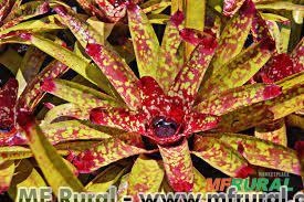 BROMÉLIA MARMORATA (Neoregelia marmorata) Imagem BROMÉLIA MARMORATA (Neoregelia marmorata)