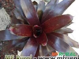 BROMÉLIA ROYAL BURGUNDY (Neoregelia Imagem BROMÉLIA ROYAL BURGUNDY (Neoregelia