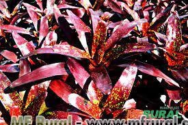 BROMÉLIA PIMENTO (Neuregelia Imagem BROMÉLIA PIMENTO (Neuregelia