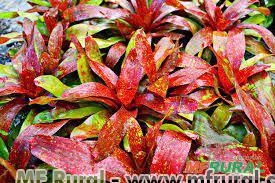 BROMÉLIA FAU (Neoregelia Imagem BROMÉLIA FAU (Neoregelia