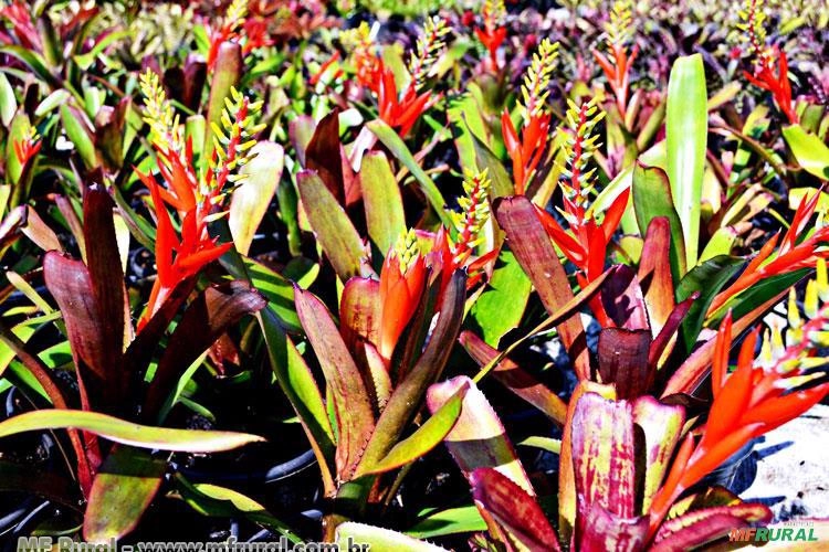 BROMÉLIA NUDICAULIS RUBRA (Aechmea nudicaulis  Imagem BROMÉLIA NUDICAULIS RUBRA (Aechmea nudicaulis