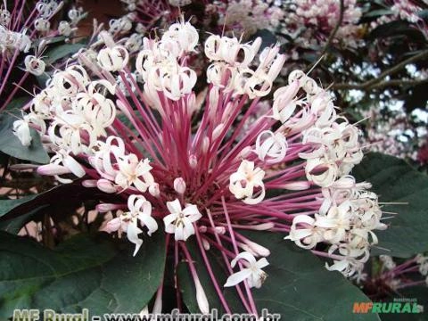 CLERODENDRO COTONETE (Clerodendrum quadriloculare) Imagem CLERODENDRO COTONETE (Clerodendrum quadriloculare)