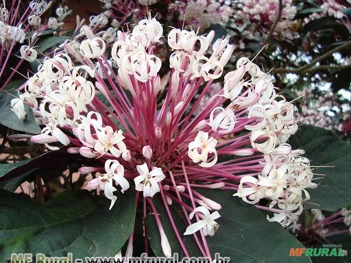 CLERODENDRO COTONETE (Clerodendrum quadriloculare) Imagem CLERODENDRO COTONETE (Clerodendrum quadriloculare)