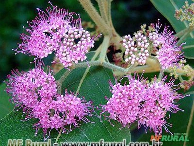 CALICARPA CHINESA (Callicarpa reevesii) Imagem CALICARPA CHINESA (Callicarpa reevesii)