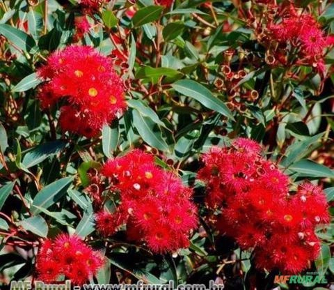 EUCALIPTO DE FLOR VERMELHA Imagem EUCALIPTO DE FLOR VERMELHA