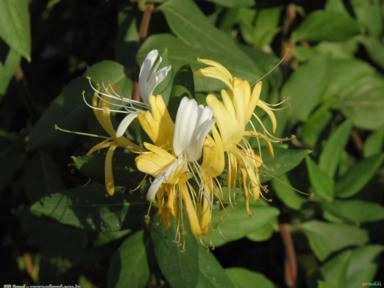 MADRESSILVA (Lonicera japonica) Imagem MADRESSILVA (Lonicera japonica)