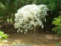 NEVE DA MONTANHA (Euphorbia leucocephala)