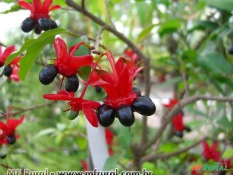 ÓCNA (Ochna serrulata) Imagem ÓCNA (Ochna serrulata)