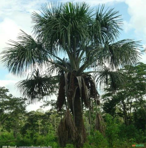 PALMEIRA BURITI (Mauritia flexuosa)