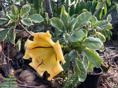 SOLANDRA VARIEGATA (Solandra grandiflora) Imagem SOLANDRA VARIEGATA (Solandra grandiflora)