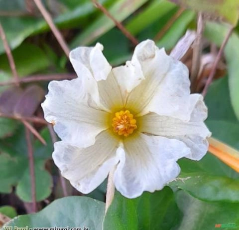 SOLANO RASTEIRO (Lycianthes asarifolia) Imagem SOLANO RASTEIRO (Lycianthes asarifolia)