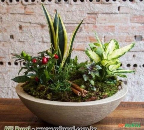 SETE ERVAS Imagem SETE ERVAS