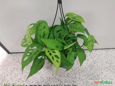 MONSTERA CUIA (Monstera adansonii) Imagem MONSTERA CUIA (Monstera adansonii)
