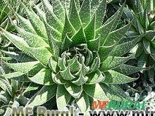 ALOE ARISTATA (Aloe aristata) Imagem ALOE ARISTATA (Aloe aristata)