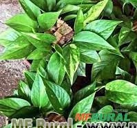 JIBÓIA NA ESTACA (Epipremnum aureum) Imagem JIBÓIA NA ESTACA (Epipremnum aureum)