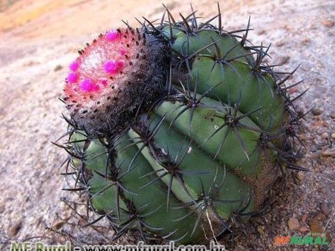CACTO COROA DE FRADE (Melocactus Zehntneri) Imagem CACTO COROA DE FRADE (Melocactus Zehntneri)