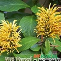 JUSTICIA AMARELA - JACOBÍNIA AMARELA (Justicia aurea) Imagem JUSTICIA AMARELA - JACOBÍNIA AMARELA (Justicia aurea)