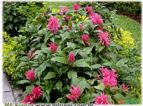 JUSTICIA VERMELHA - JACONÍNIA VERMELHA (Justicia carnea)