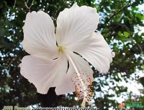 HIBISCO BRANCO (Hibiscus rosa-sinensis ‘Albus’)