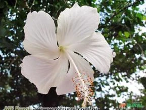 HIBISCO BRANCO (Hibiscus rosa-sinensis ‘Albus’)