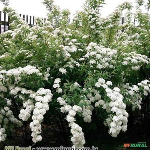 BUQUE DE NOIVA (Spirea cantoniensis) Imagem BUQUE DE NOIVA (Spirea cantoniensis)