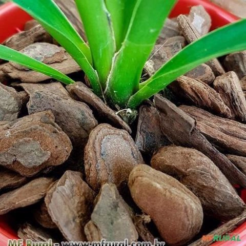 CASCA PINUS POLIDA MEDIA 1,0 KG UNICA Imagem CASCA PINUS POLIDA MEDIA 1,0 KG UNICA