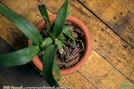 PREPARO PARA ORQUIDEAS 2,5 KG UNICA Imagem PREPARO PARA ORQUIDEAS 2,5 KG UNICA