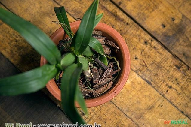 PREPARO PARA ORQUIDEAS 2,5 KG UNICA Imagem PREPARO PARA ORQUIDEAS 2,5 KG UNICA