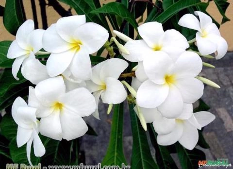 JASMIM DO CARIBE (Plumeria pudica) Imagem JASMIM DO CARIBE (Plumeria pudica)