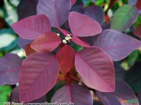 LEITEIRO VERMELHO (Euphorbia cotinifolia)