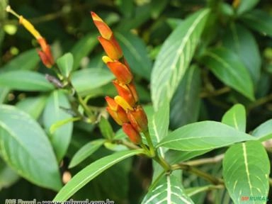 SANQUÉSIA (Sanchezia oblonga) Imagem SANQUÉSIA (Sanchezia oblonga)