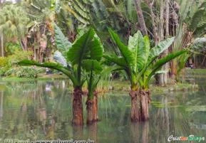 BANANEIRA D'ÁGUA (Typhonodorum lindleyanum)