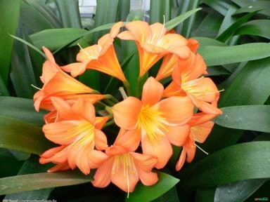 CLÍVIA (Clivia miniata) Imagem CLÍVIA (Clivia miniata)