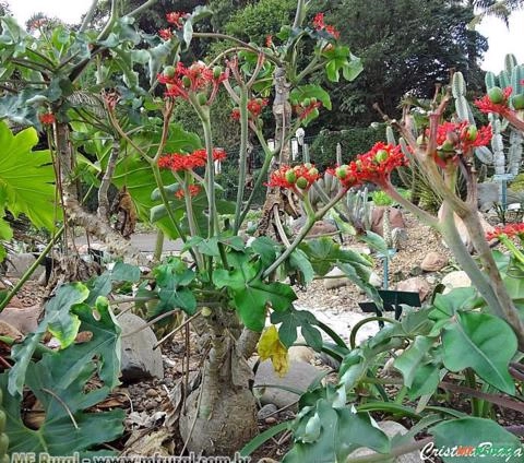JATRÓFA (Jatropha podagrica) Imagem JATRÓFA (Jatropha podagrica)