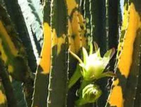 CACTO MANDACARU BRASILEIRO (Cereus jamacaru)